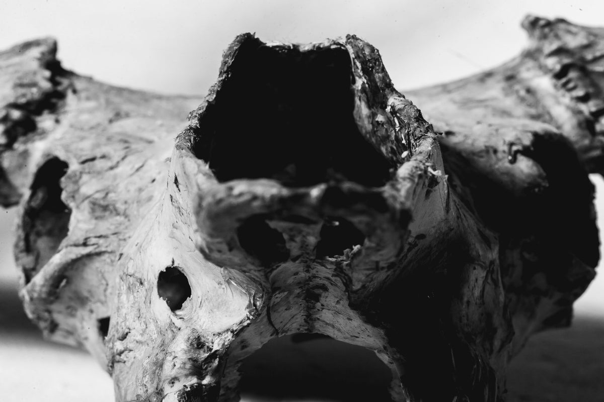 ORDERAN BORN, Brohn Smith, image 5 of 9